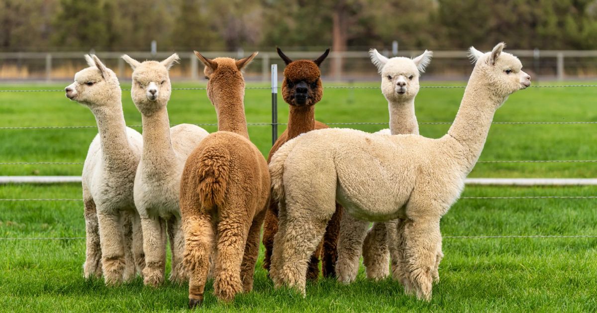 Why Does A Llama Spit Behavior And Reasons Explained