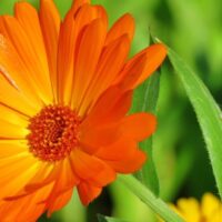 calendula officinalis