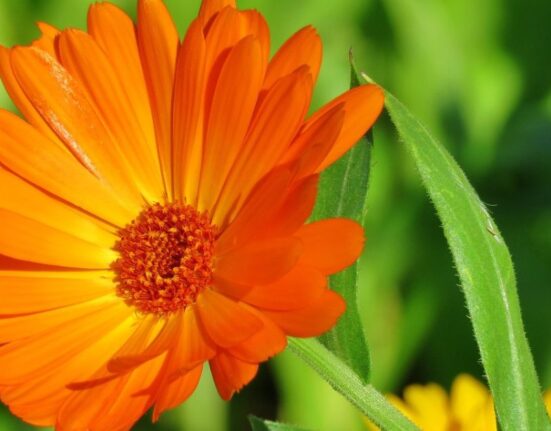 calendula officinalis
