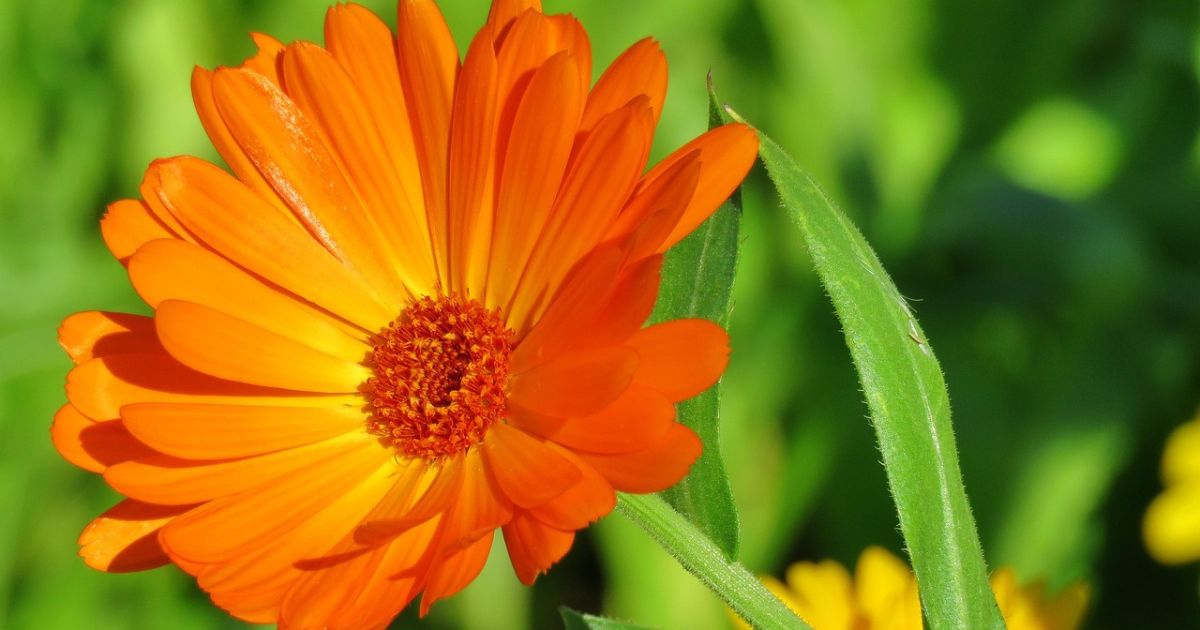 calendula officinalis