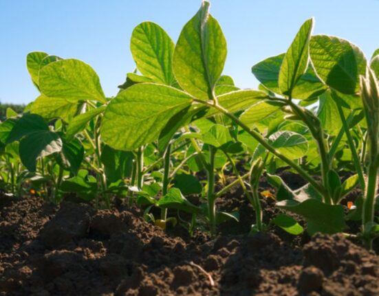 What Soil is Best For Growing Soybeans
