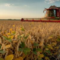 when did american farmers start growing soybeans