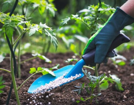 Fertilizer Agriculture