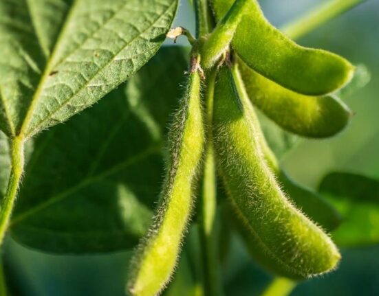 what is the process of growing soybeans