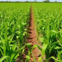 what is the top agriculture crop in florida