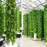 Aeroponic Farming