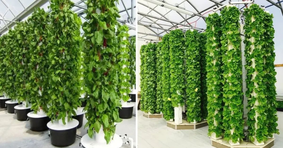 Aeroponic Farming