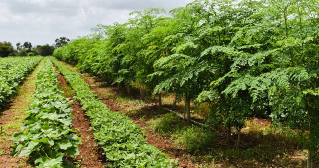 Challenges of Crop Rotation