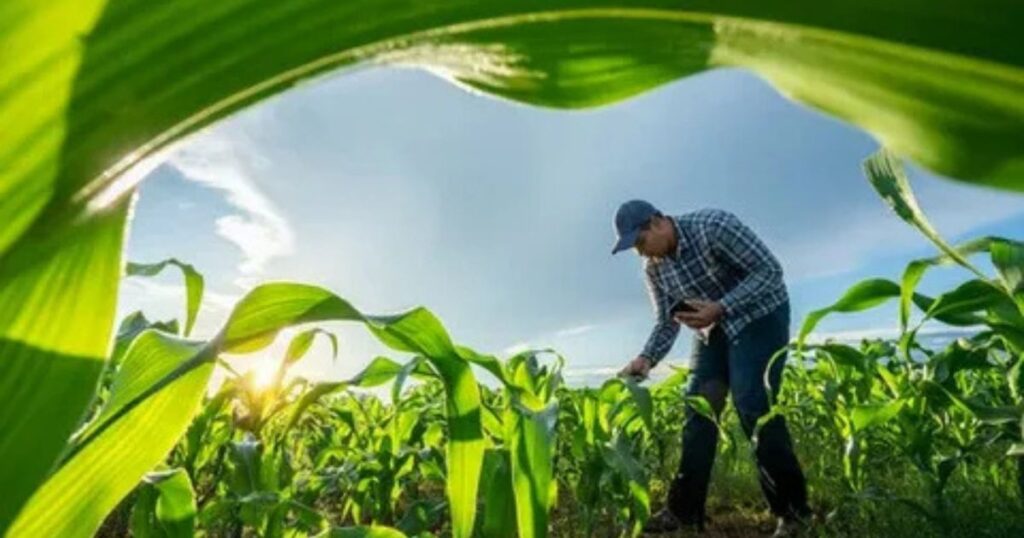 Designing an Effective Crop Rotation Plan