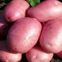 How Much Water Do Potato Plants Need