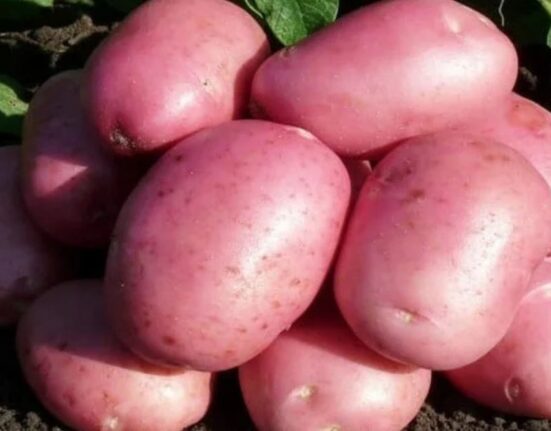 How Much Water Do Potato Plants Need