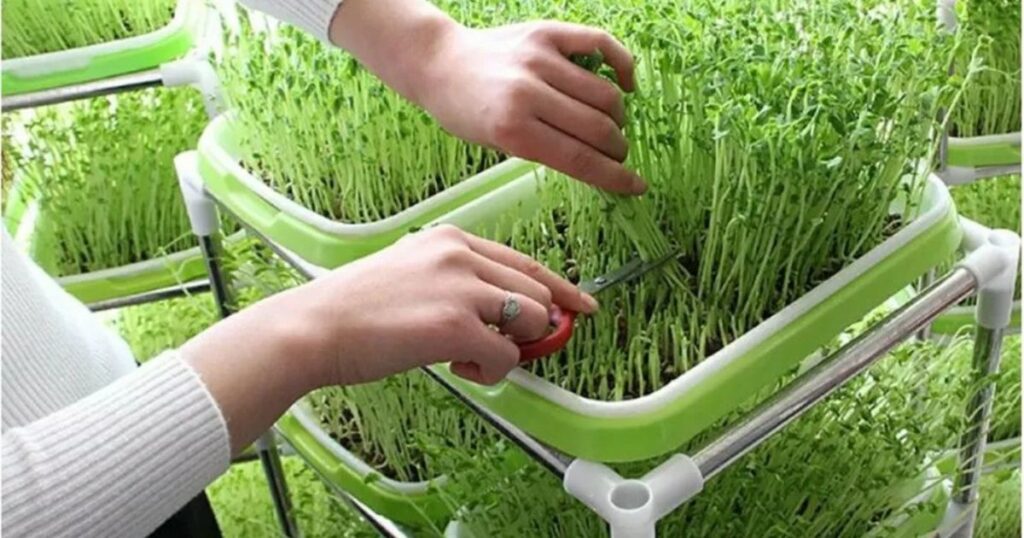 Micro Farming Definition