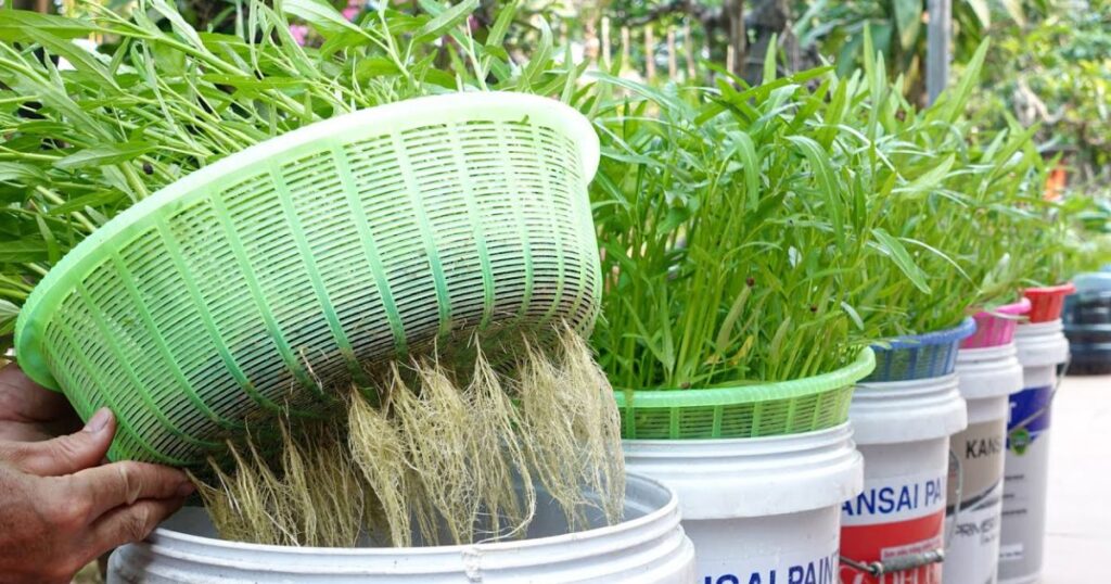 can you grow crops without soil