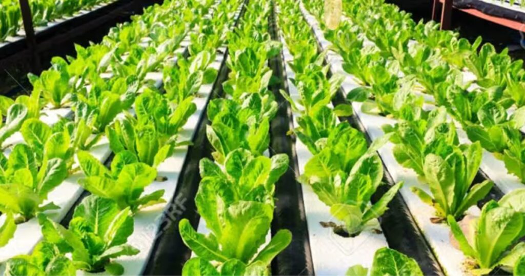 can you grow crops without soil