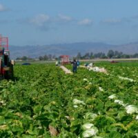 agriculture of california