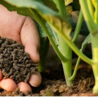 organic fertilisers