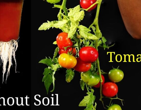 can you grow crops without soil