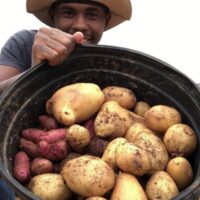 how often to water potatoes