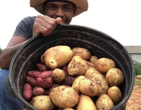 how often to water potatoes