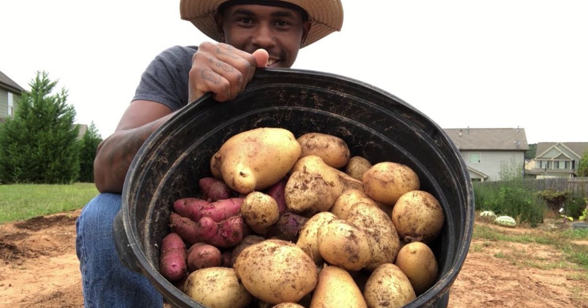 how often to water potatoes