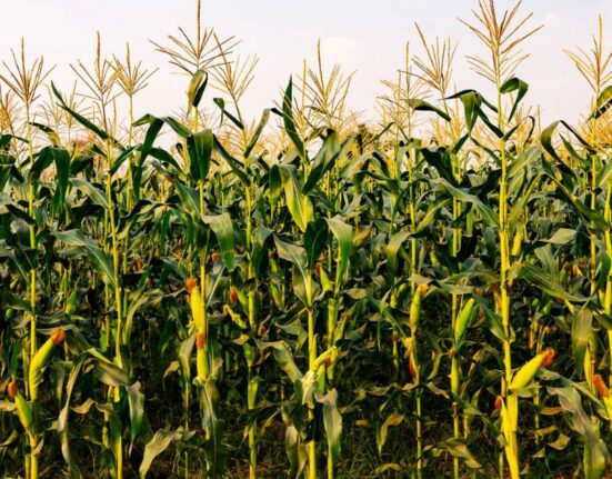 How Long Does It Take for Corn Crops to Grow
