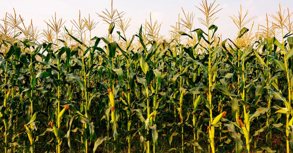 How Long Does It Take for Corn Crops to Grow