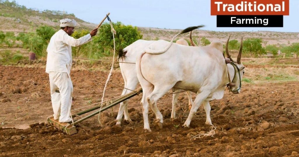 What is Traditional Farming - Agriculture Growing