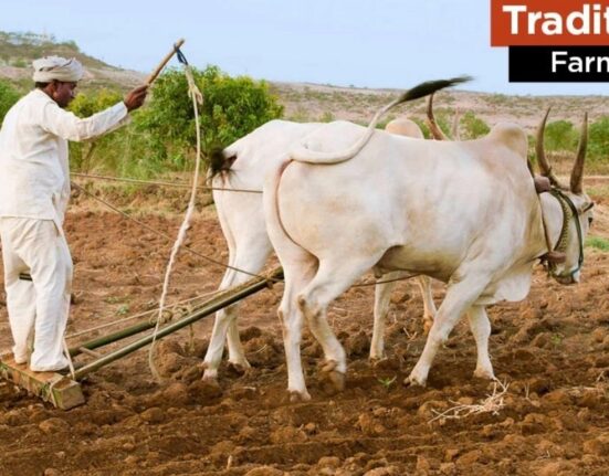 what is traditional farming