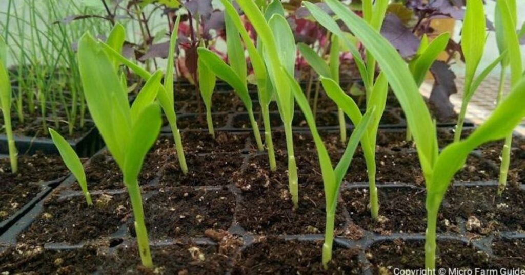 What Do Micro Farmers Grow