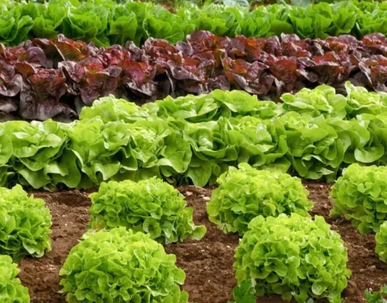 sustainable-agriculture-crop-rotation