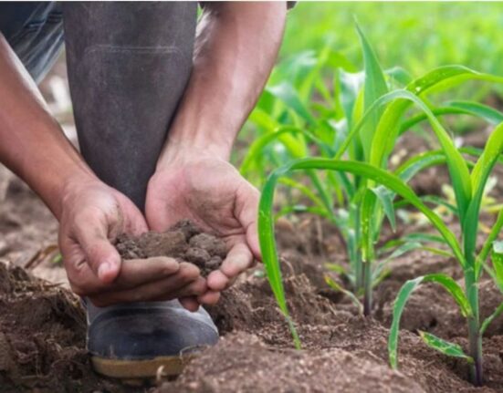 why is nitrogen fertilizer used with corn crops