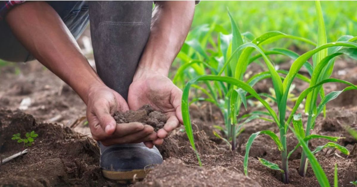 why is nitrogen fertilizer used with corn crops