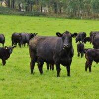 Aberdeen Angus A Premium Beef Cattle Breed