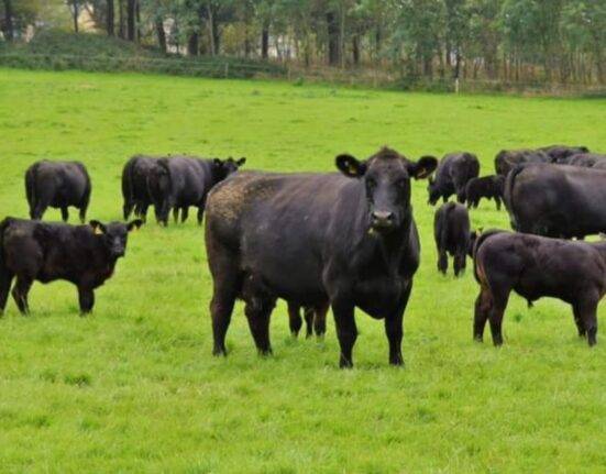 Aberdeen Angus A Premium Beef Cattle Breed