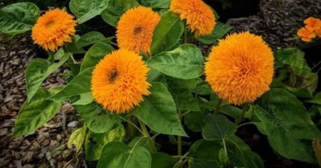 Are Giant Teddy Bear Sunflowers Good for Pollinators