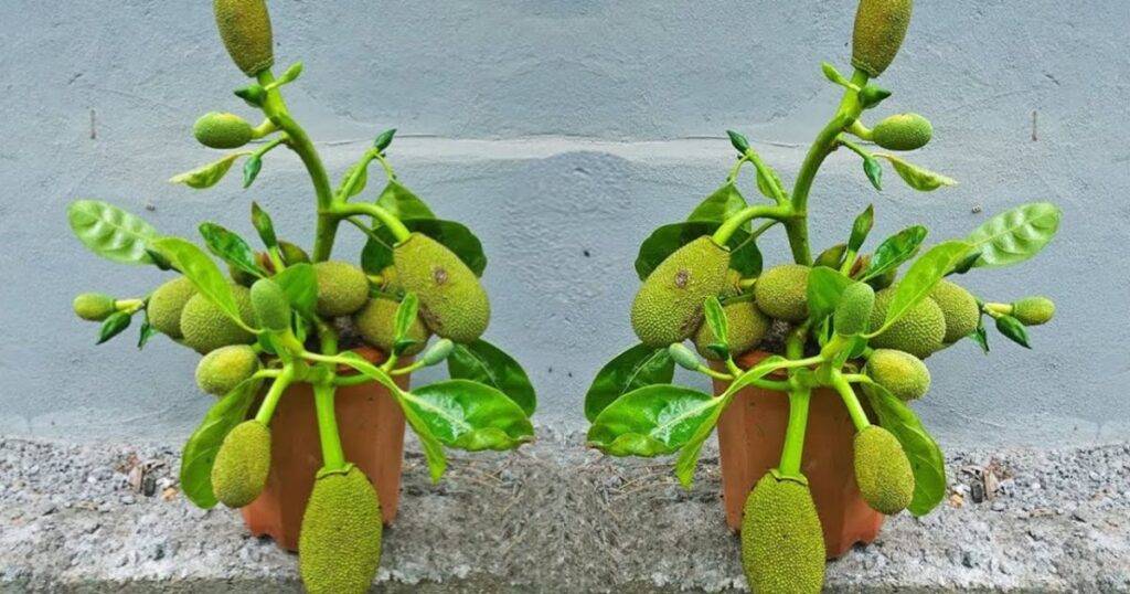 Best Fast-Growing Plants for Beginners