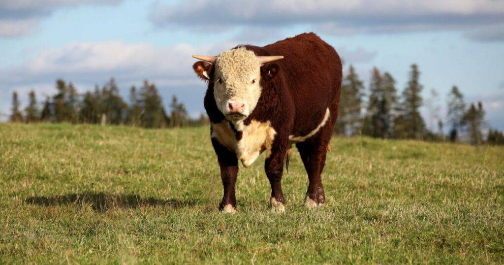 Best Time to Buy a Bull