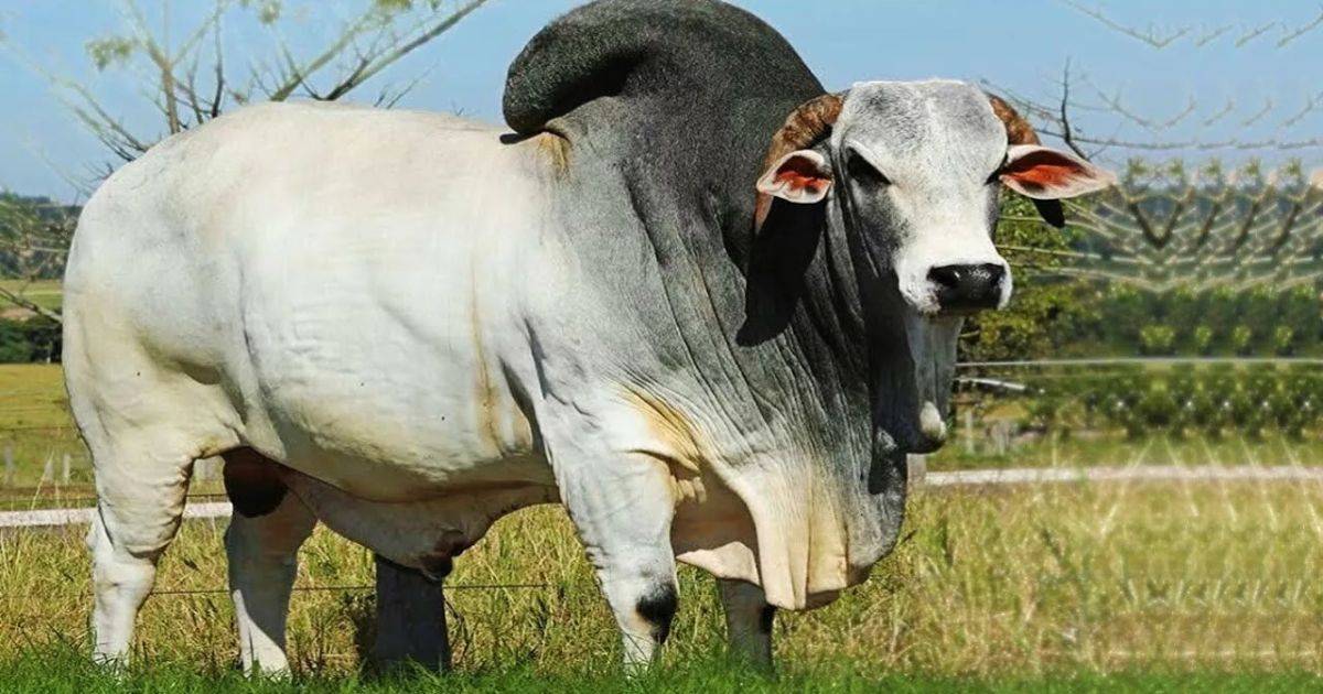 How Much Does A Bull Cost To Buy