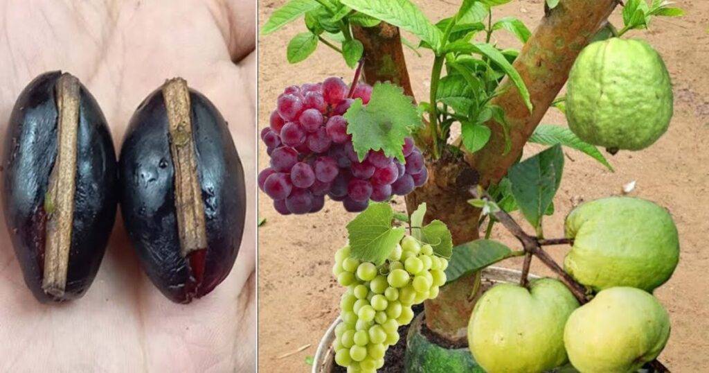 Fast-Growing Fruits from Seeds