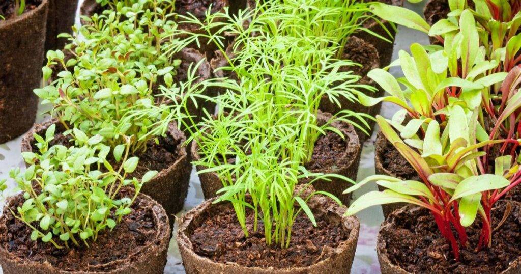 Fast-Growing Herbs from Seeds