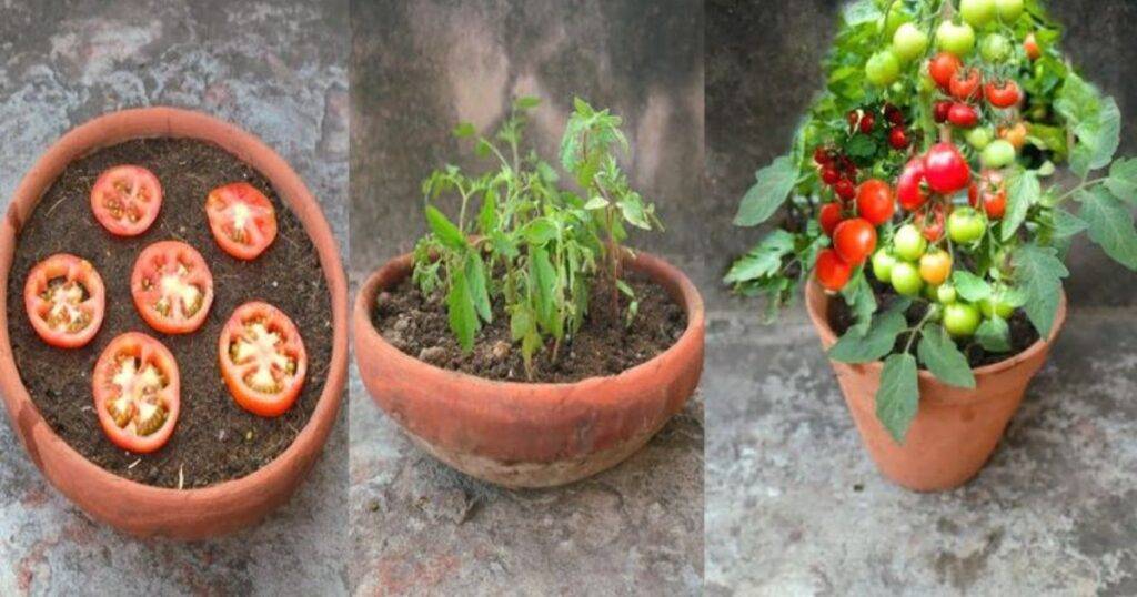 Fast-Growing Vegetables from Seeds