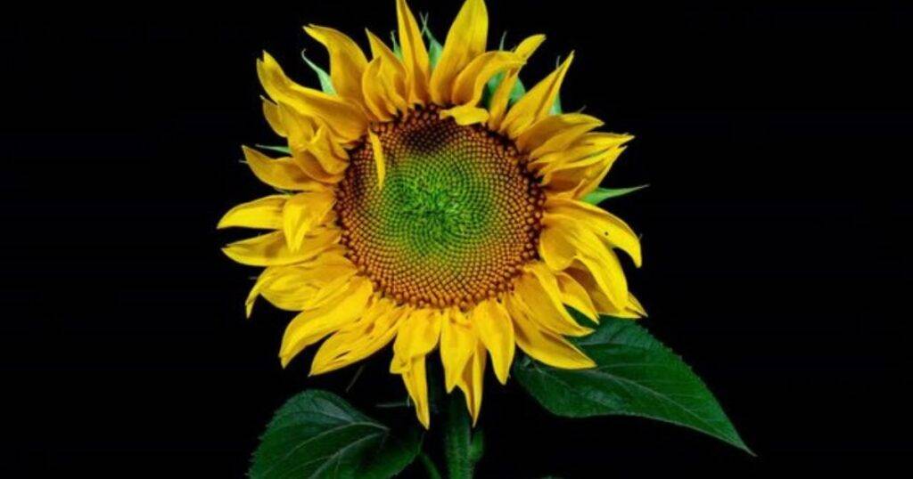 How Lighting Affects Teddy Bear Sunflower Color