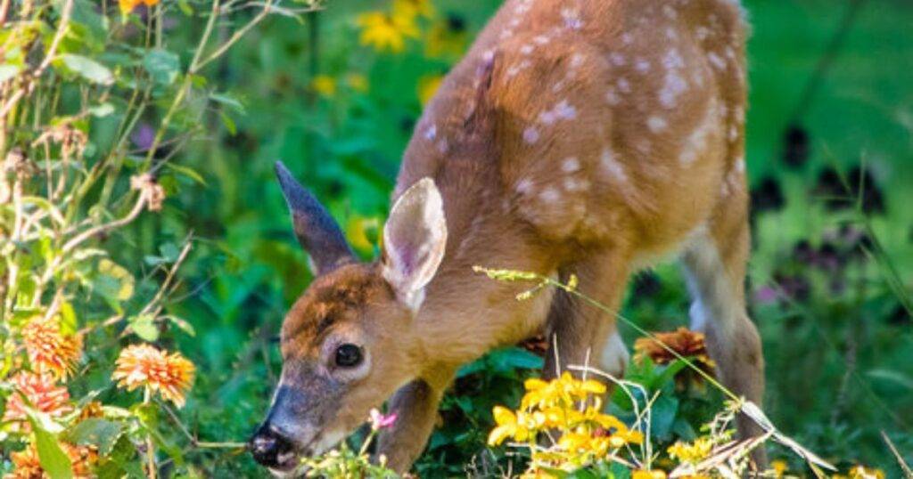 Is Dusty Miller Deer Resistant