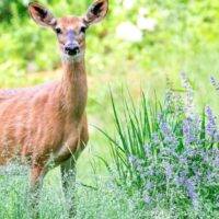 Is Dusty Miller Deer Resistant Garden Guide