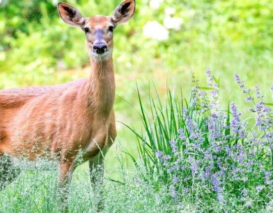 Is Dusty Miller Deer Resistant Garden Guide