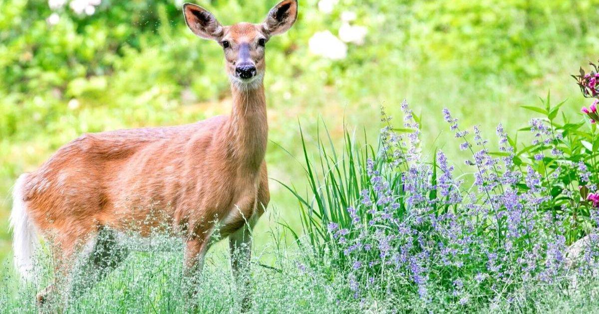 Is Dusty Miller Deer Resistant Garden Guide