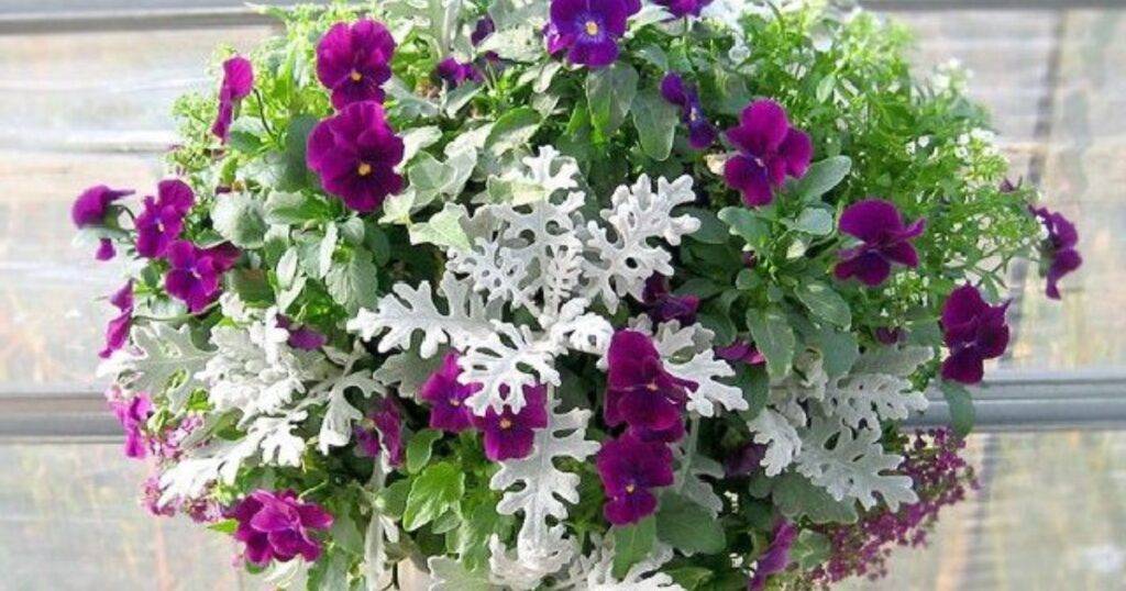 Landscaping Ideas with Dusty Miller