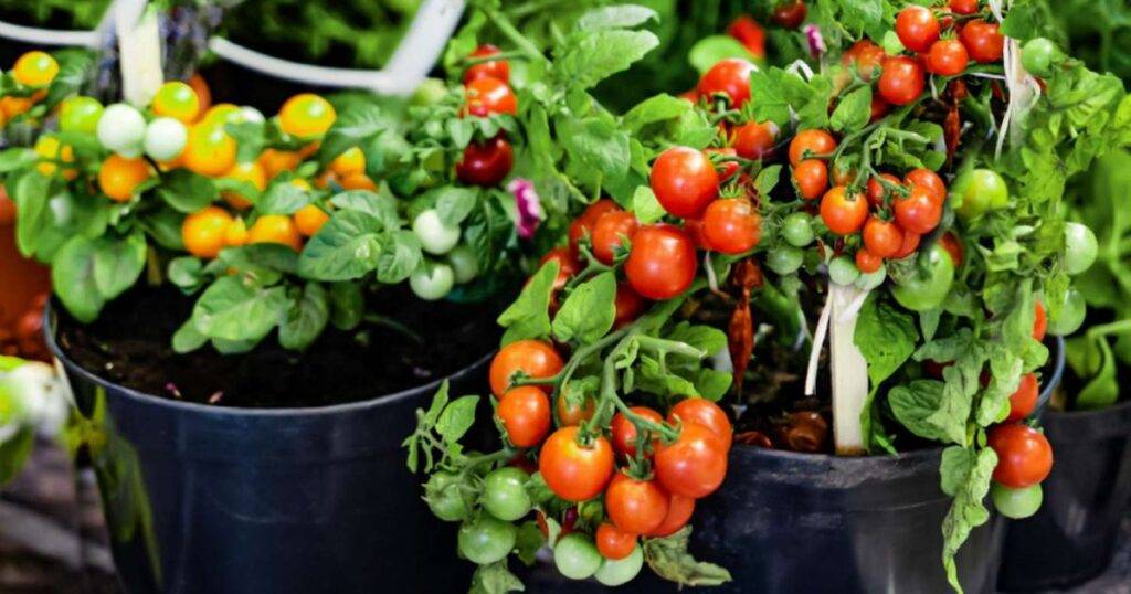 Prevention Tips for Healthy Tomato Plants