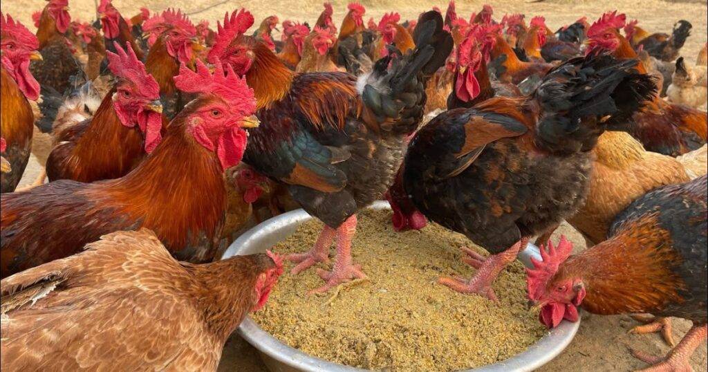 Tips for Successful Eggs and Meat Farming