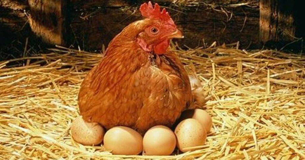 Top Breeds for Egg Production